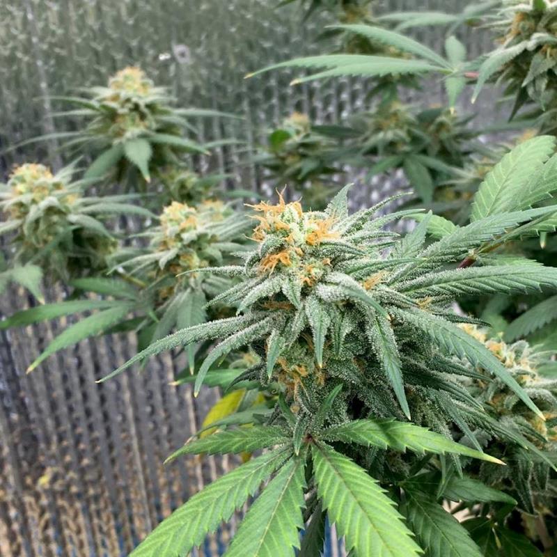 litgrow tweet picture