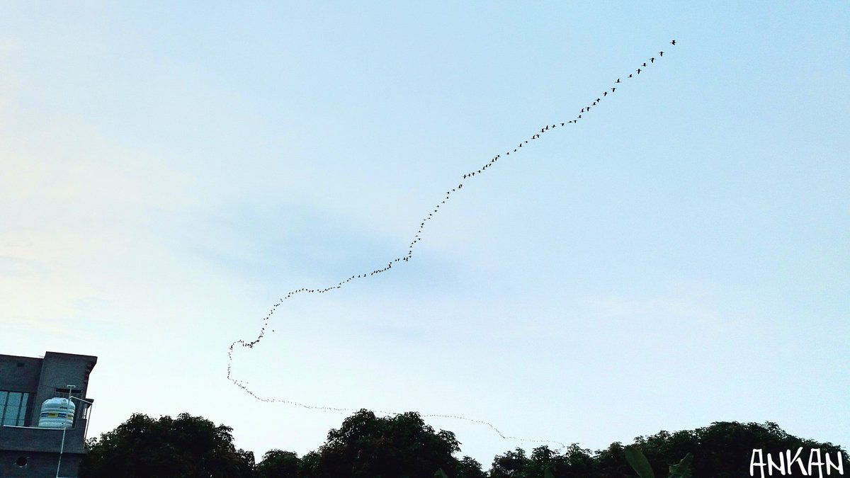 AnkanBi58861900's tweet image. @NatGeoPhotos @AMAZlNGNATURE  How about it...
Parabola of Birds😇😇😇😇😇
#suddenclick