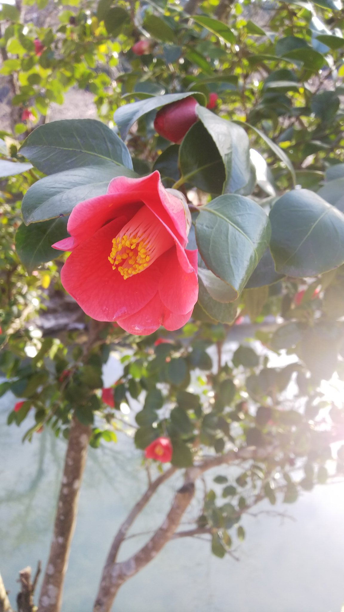 土司空 Doshiku 鯨座b 昨日 旧閑谷学校に椿を見に行った 椿の木に囲まれた 少し幻想的な道 椿の花はきれいに咲いたまま落ちる 私の気持ちもきれいに咲いたまま切り離せたら良かったんだけど T Co Uq0wumzeho Twitter