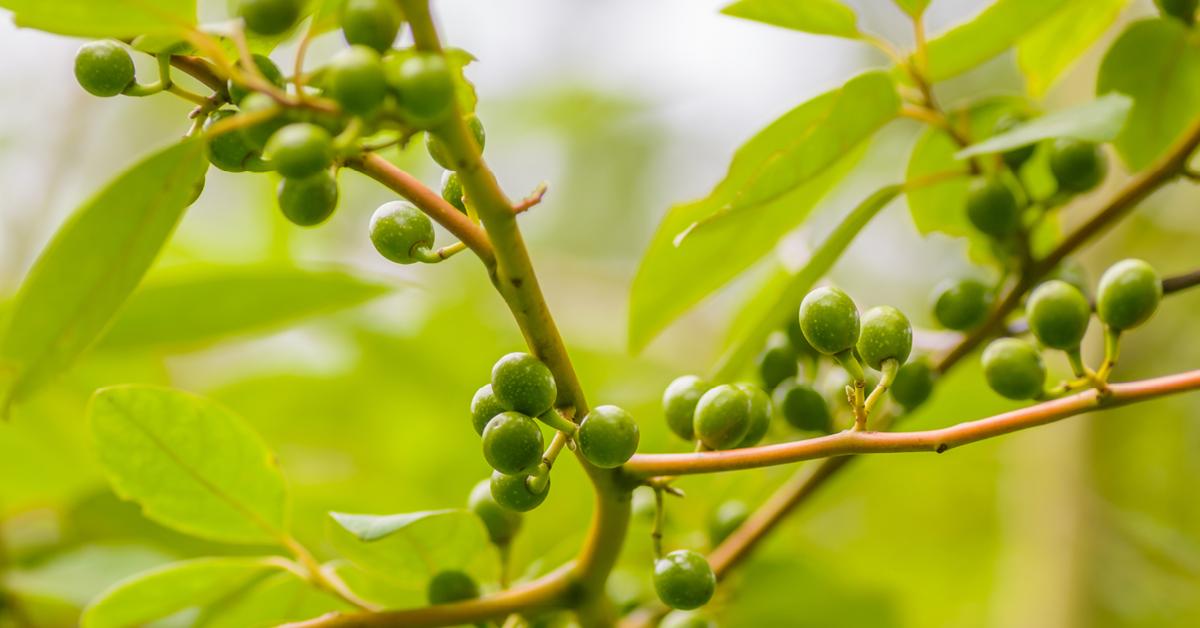 Givaudan's tweet photo. Our new partnership for the direct sourcing of #litsea in China increases transparency of our supply chain and the quality of the ingredient! https://t.co/UZwfqQwOuK #ASenseOfTomorrow #SourcingForSharedValue #SourcingAtOrigin https://t.co/K4j02WjMDO