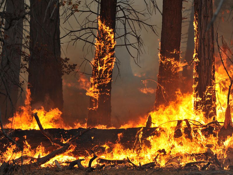 nik_pirc's tweet photo. When a forest grows too wild, a purging fire is inevitable and natural. https://t.co/VveMTbgR5u