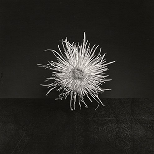 Robert Mapplethorpe ~ Chrysanthemum