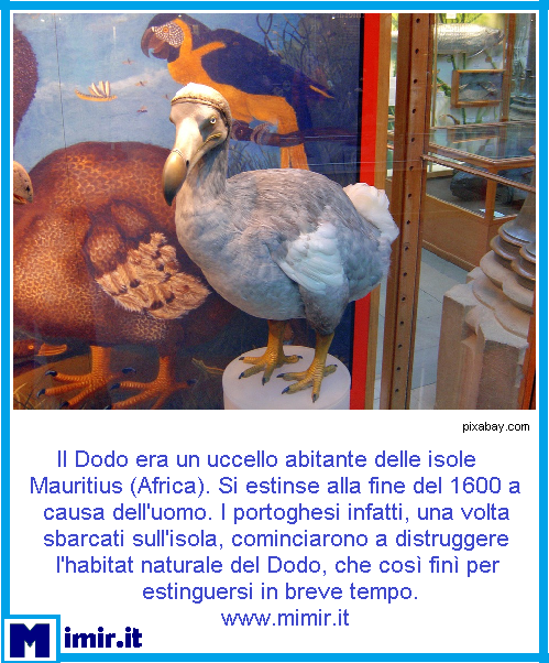 ItMimir's tweet photo. Impariamo dai nostri errori e salviamo il pianeta #sapevatelo #curiosità #curiosone #saiperchè #dodo #estinzione #savetheplanet #pianeta #ecosistema #buongiorno #mimir https://t.co/YZUF5cg1EV https://t.co/Ia212JKcih