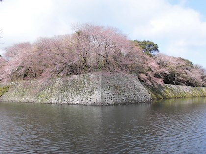 滋賀県の情報と観光スポット 湖南市さくらまつり T Co Ltd5ygviu6 19年4月6日 土 にごり池自然公園 滋賀県湖南市 ふれあいどうぶつ村 模擬店 フリーマーケット 藤本たからミニライブ キッズダンス こども大声コンテストなど 湖南市