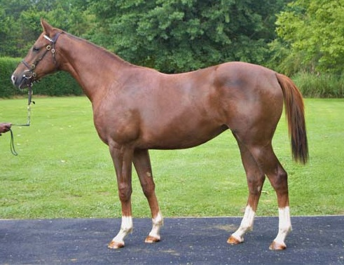Summerhill_Stud's tweet photo. Lot 248 Hot Poppi. The first Willow Magic yearling filly from our draft.
#WillowMagic #Firstyearling #NYS2019 https://t.co/qOxDVlpcft
