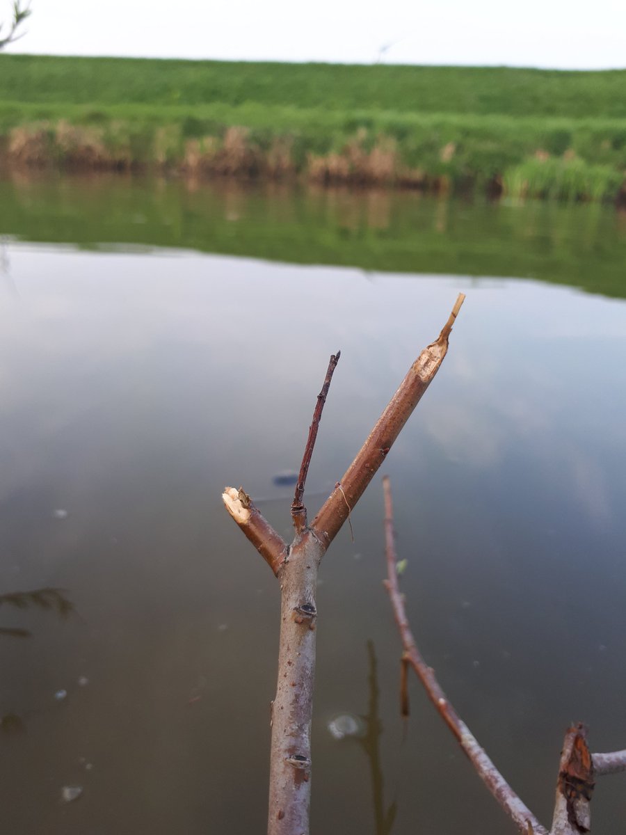 rattenvanger's tweet photo. Wilgentakjes schuin afgeknaagd door de muskusrat #delfland #oranjepolder https://t.co/SsZ7jY7Tpu