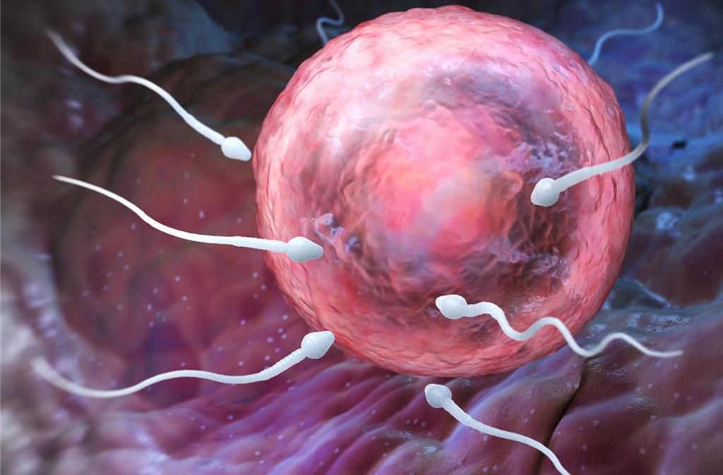 Виноваты ли в выкидышах плохие сперматозоиды? buff.ly/2Vc0Efh #edboom #биология #выкидыш #сперматозоиды #Наука_и_жизнь