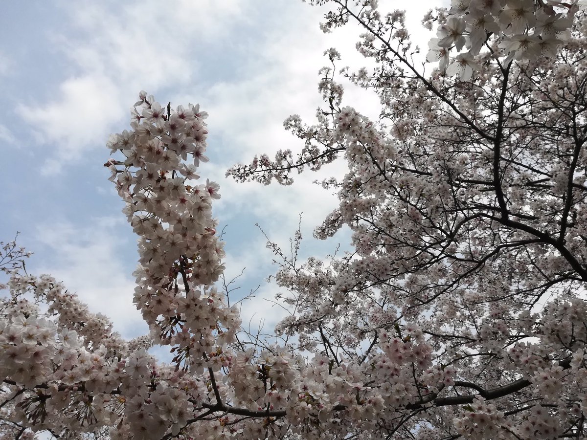 AkiraUrara's tweet photo. 春爛漫
ちょっと風が冷たいですね。
風引かないようにしてください https://t.co/OACVCXfgNm