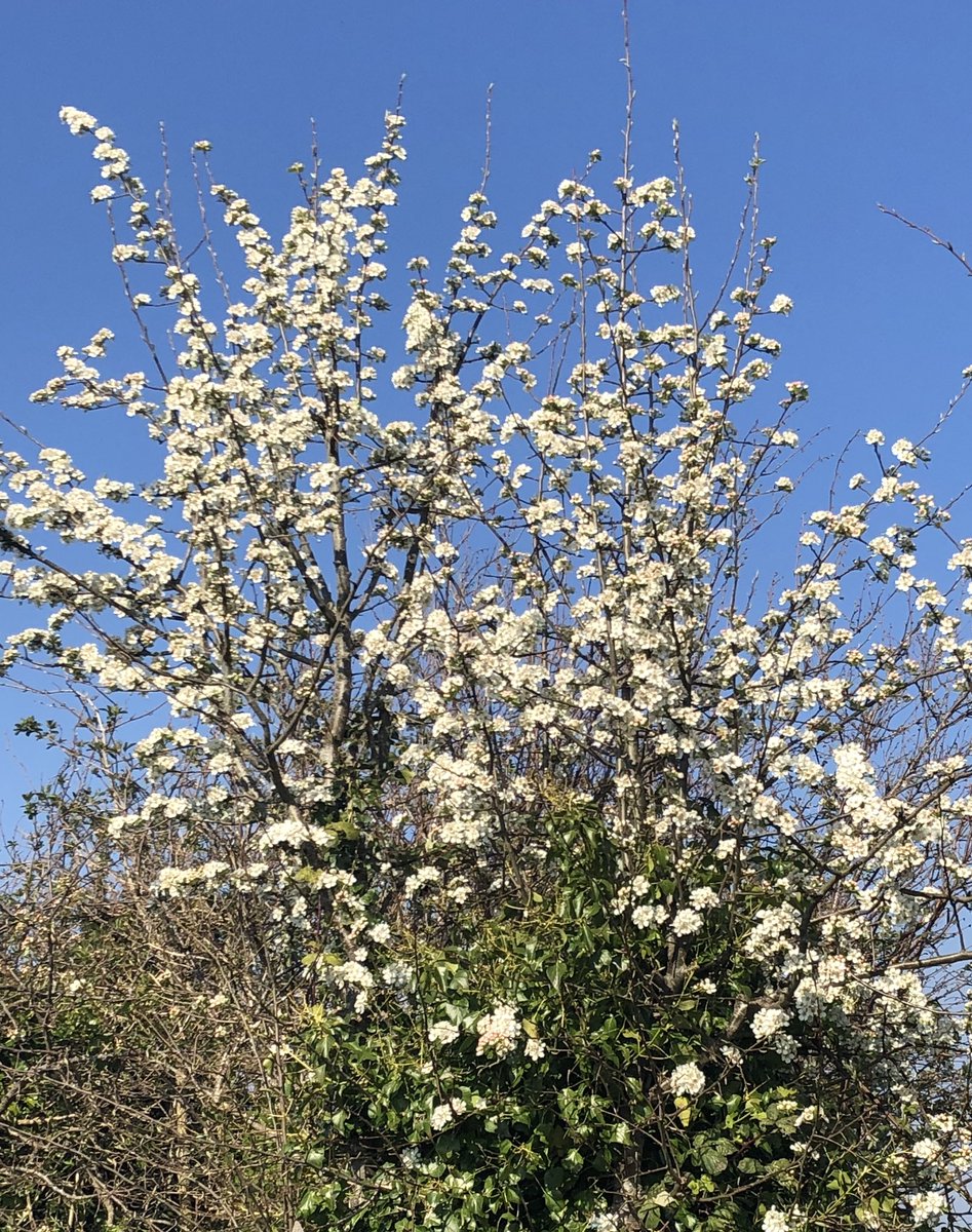 StComOrchard's tweet photo. #PerryPear blossom in the #CommunityOrchard hedge. Best for many years. Promises to be a bumper blossom year for all our fruit trees. https://t.co/uCE2dC3paO