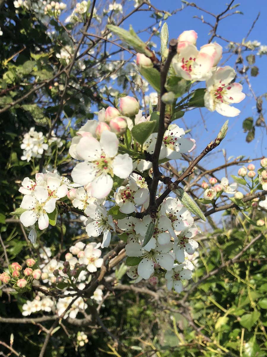 StComOrchard's tweet photo. #PerryPear blossom in the #CommunityOrchard hedge. Best for many years. Promises to be a bumper blossom year for all our fruit trees. https://t.co/uCE2dC3paO