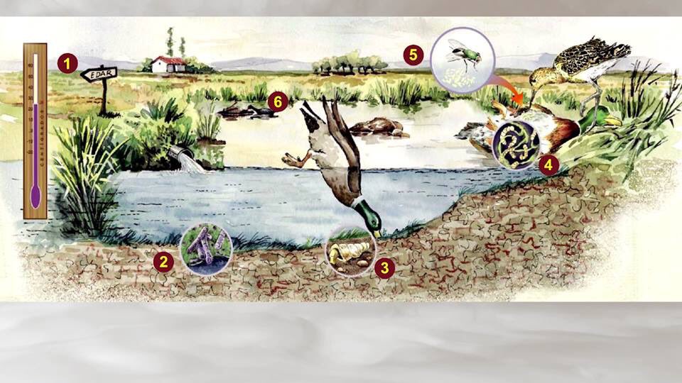unpardeframe's tweet photo. SNM4 Ep. 6 “Botulismo, un ciclo mortale.”
Sab 6/04 h21 #CacciaTV
Tirada #anatre Albacete.Rafael Mateo Soria, direttore #IREC parla del botulismo.
#caccia #caza #hunting #ducks #patos #outdoor #outdoorproducer #lifestyle #tvproduction #skyitalia #hunter #cacciatore #cazador https://t.co/3EQhrXJr3E