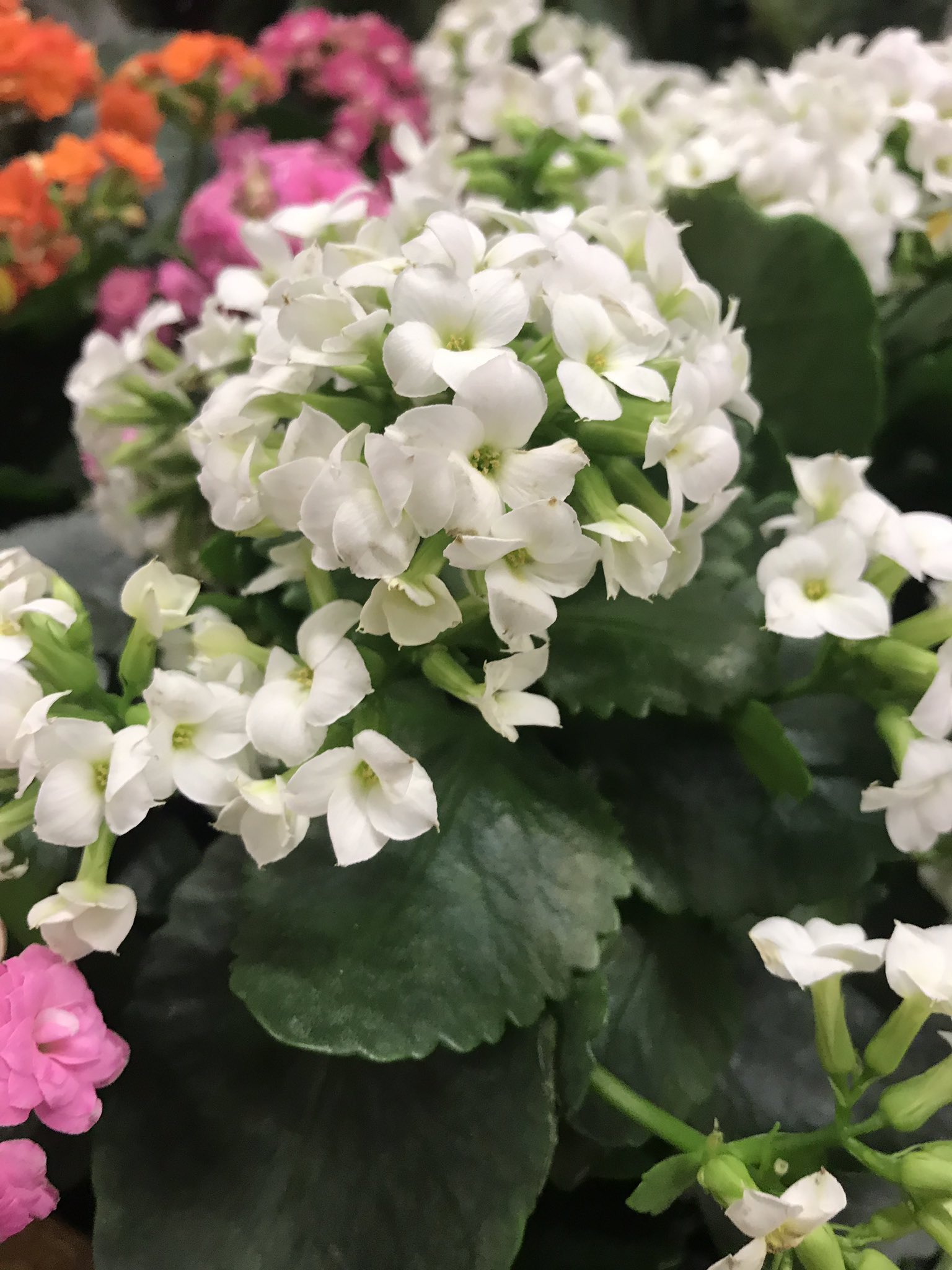 🌸 #flowers #nature #photograghy https://t.co/PNc3R1ooKi