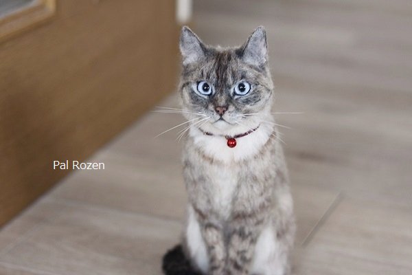 Twoucan シャム系ミックス の注目ツイート モデル Twoucan シャム系ミックス の注目ツイート モデル