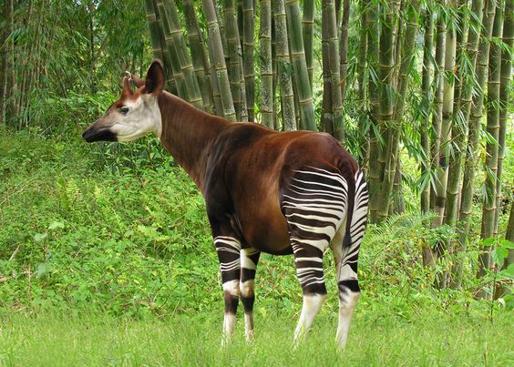 goexploresafari's tweet photo. Our New #Destination comprised by the globe's second-vast rainforest, that has glacial peaks/mountains &amp; savannah grassland elsewhere, the #DRCongo is massive &amp; gives support to an astounding collection of flora-fauna &amp; with rich diversity cultures. https://t.co/6GaleqTb3V