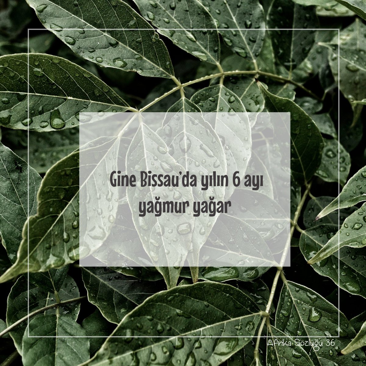 Biliyor muydunuz?

#Afrika #Africa #Gine #Bissau #Afrikabirliği #Batıafrika