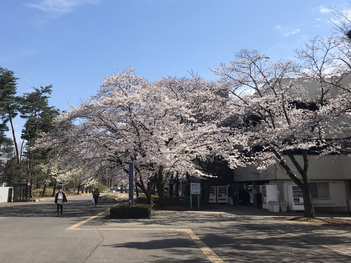 TEDxTsukuba's tweet photo. 新元号が発表されましたね。
皆さまいかがお過ごしでしょうか。
つくば市内では #桜 が満開です！ https://t.co/hxPsCifEkj