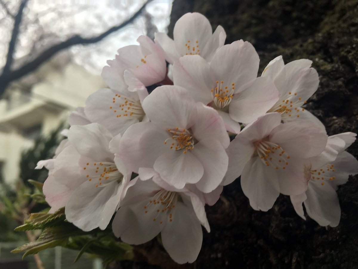 aoixqoo's tweet photo. 土曜日の桜🌸 https://t.co/EDA6jwCgwc