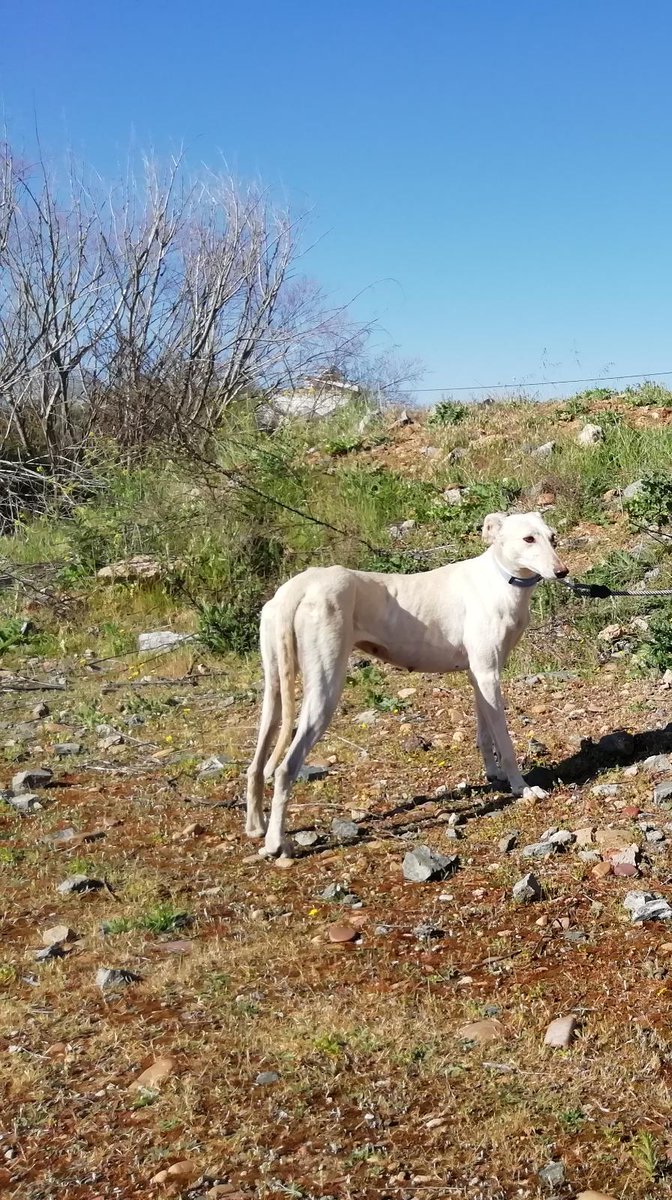 acudame's tweet photo. Kya es lo más zalamero que existe de perro...mimosa, tranquila, sociable, pasea estupendamente...
Es la época de miles de galgos abandonados y ella tuvo la suerte de aparecer el día apropiado que quedaba un lugar disponible. Está pequeña busca ACOGIDA o mejor aún, ADOPCION! RT!! https://t.co/mjaqjgxGAB