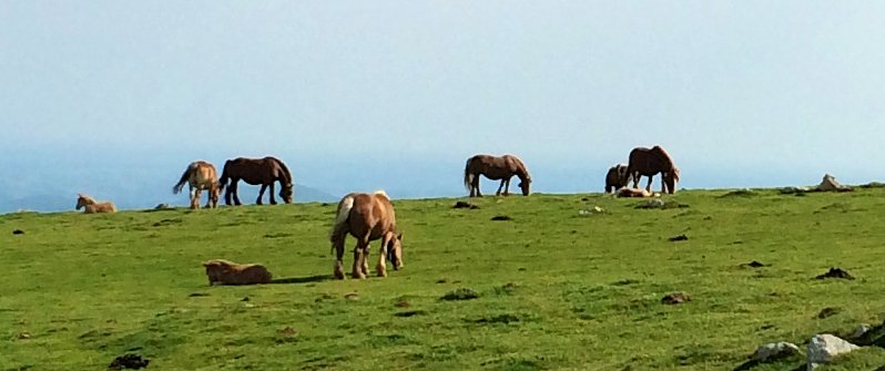 comf3aqui's tweet photo. 🔜😍L'arrière pays-basque, sublime dans 1 inédit de #capsudouest : dimanche 12H55. 🐎🌄Aperçu ici 👁️▶️https://t.co/W9WwjJRM6M
@F3Aquitaine @F3euskalherri @SO_Paysbasque @Bleu_Basque @TDarguy @Paysbasquenet @P_Basque @departement64 @TRhune https://t.co/8dtvyALpoo
