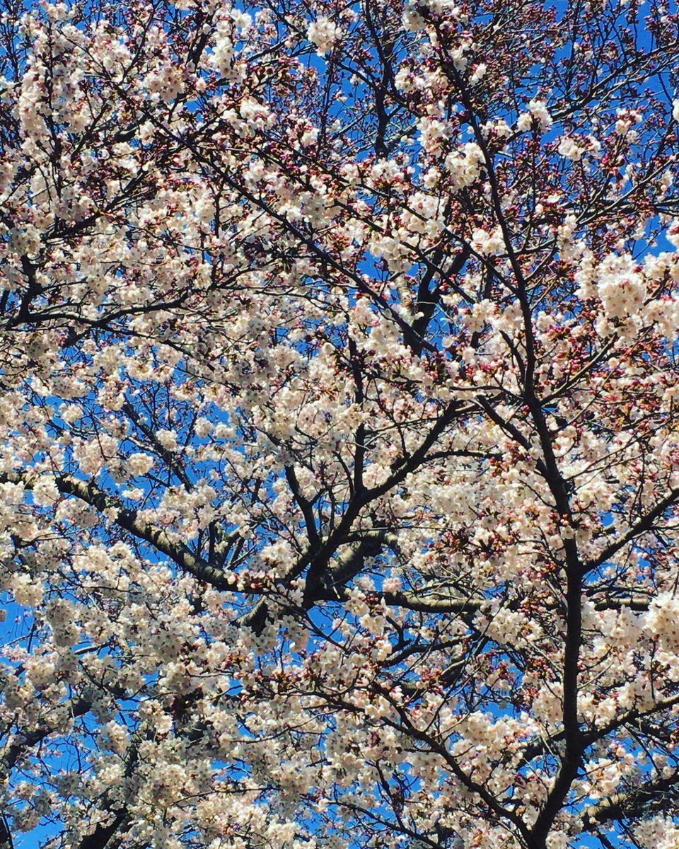 Chris 千葉県成田にて 全てが満開です 菜の花 花言葉 小さな幸せ 元気いっぱい 紫の花はノジスミレ 花言葉 こちらも 小さな幸せ 菜の花 あぶら菜 菜花 黄色 さくら 桜 花桃 ノジスミレ 春の花 青空 花写真 花 フラワー Flwoer ハナ