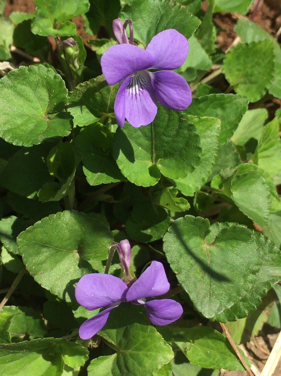 Chris 千葉県成田にて 全てが満開です 菜の花 花言葉 小さな幸せ 元気いっぱい 紫の花はノジスミレ 花言葉 こちらも 小さな幸せ 菜の花 あぶら菜 菜花 黄色 さくら 桜 花桃 ノジスミレ 春の花 青空 花写真 花 フラワー Flwoer ハナ