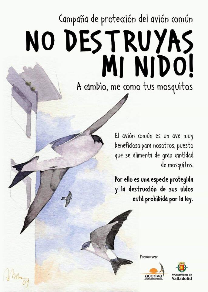 ¡No destruyas los nidos de avión común (Delichon urbicum). Además de estar protegidos por la ley, son muy beneficiosos para nuestra salud, al ingerir grandes cantidades de mosquitos.
#SOSFauna #Delichonurbicum #Avioncomun #Hirundinidos #SigueaAMUS