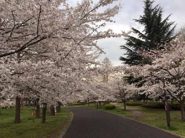 足立区 春は子連れで花見にでかけよう 桜の名所や穴場スポット選 東京イベントプラス 親子で楽しいお得な週末お出かけ情報