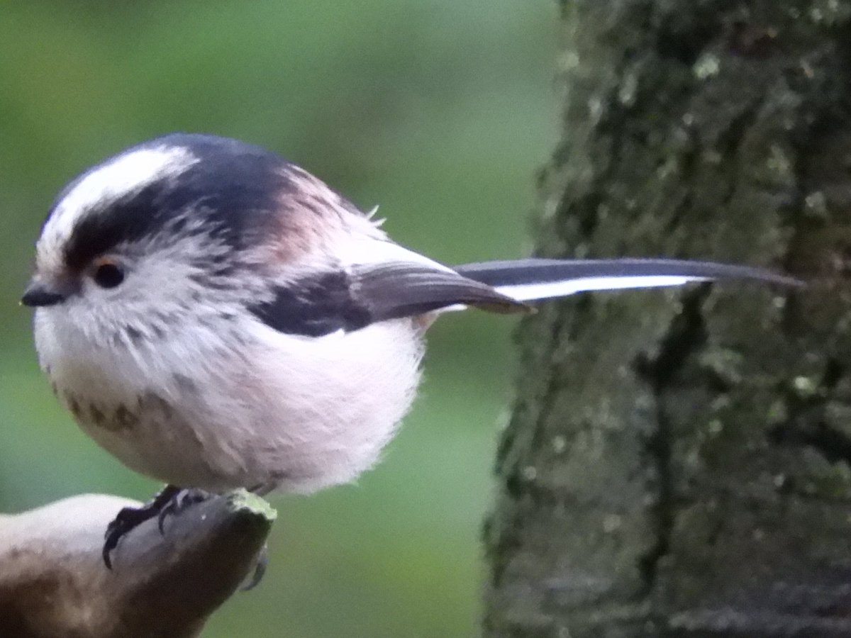 Absolutely love Long Tailed Tits. They remind me of pompoms❤️<a href="/iNatureUK/">iNatureUK</a> <a href="/BBCSpringwatch/">BBC Springwatch</a> @BritBirdLovers <a href="/Natures_Voice/">RSPB</a> <a href="/Britnatureguide/">The British Nature Guide</a>