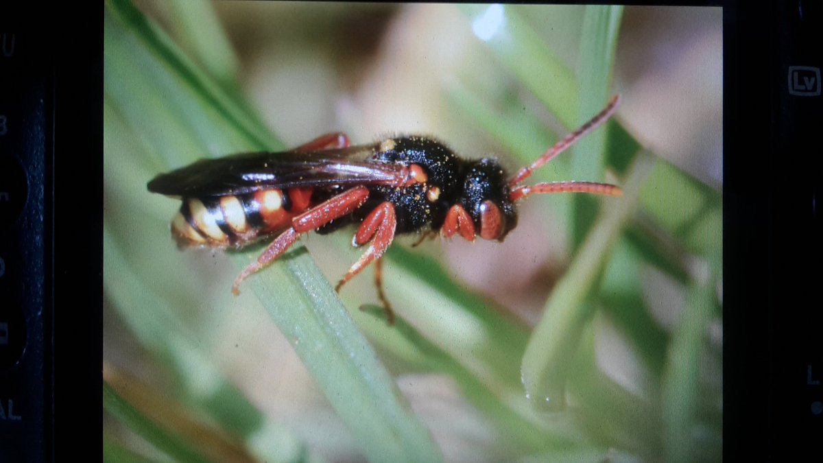 Poldernatuur tweet media