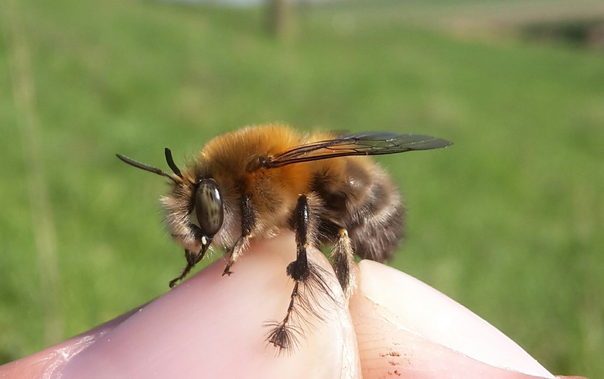 Poldernatuur tweet media