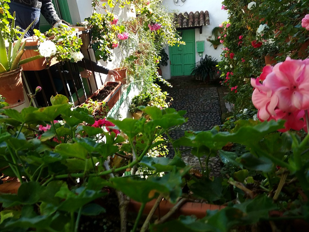 PatioCosturera's tweet photo. arreglando tiestos #elpatiodelacosturera

#lugaresquevisitar #placestovisit #vacaciones #holidays #hiddenplaces #flores #flowers https://t.co/n1alfVQZlN
