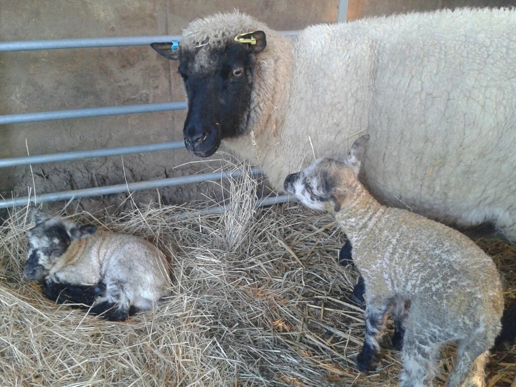 Our first set of twins have arrived marking the start of our lambing season here at Oaktrack... #lambing365 #LAMBING19