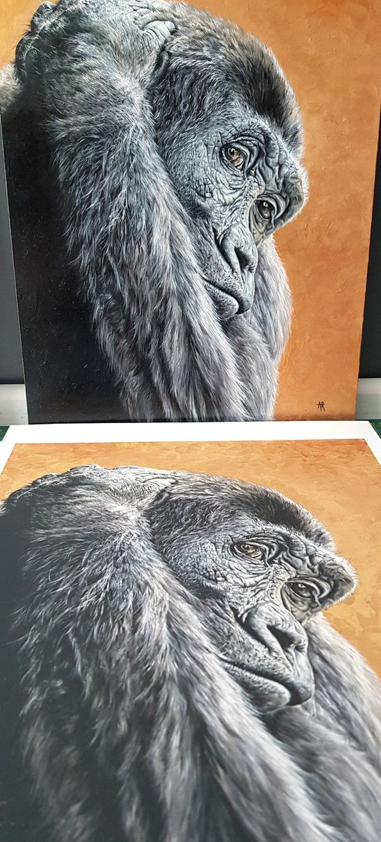 These are quick photos of my new prints next to the original paintings!! 
Aren't they amazing......👌
The new prints will be available soon......message me to pre order. #Lions #Gorilla #LimitedEdition #TuesdayMotivation #Bedfordshire #paintings #artistsontwitter