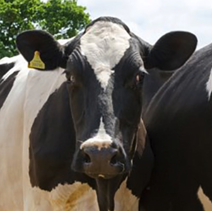GuestXtra's tweet photo. Easter break ideas...🐣🐄
Take the kids to see the cows being milked daily from 2.30-4.30 at The Bath Soft Cheese Company in Kelston.
And in the cafe... Brekkie, lunch, cream teas, &amp; sweet treats... yum🍴👄.
For more info, or to book a table:
https://t.co/exoBaFU9h0 https://t.co/4RNx4V2ja0