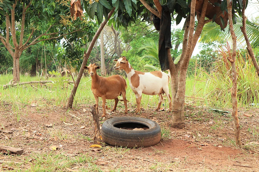 GEN Ghana tweet media