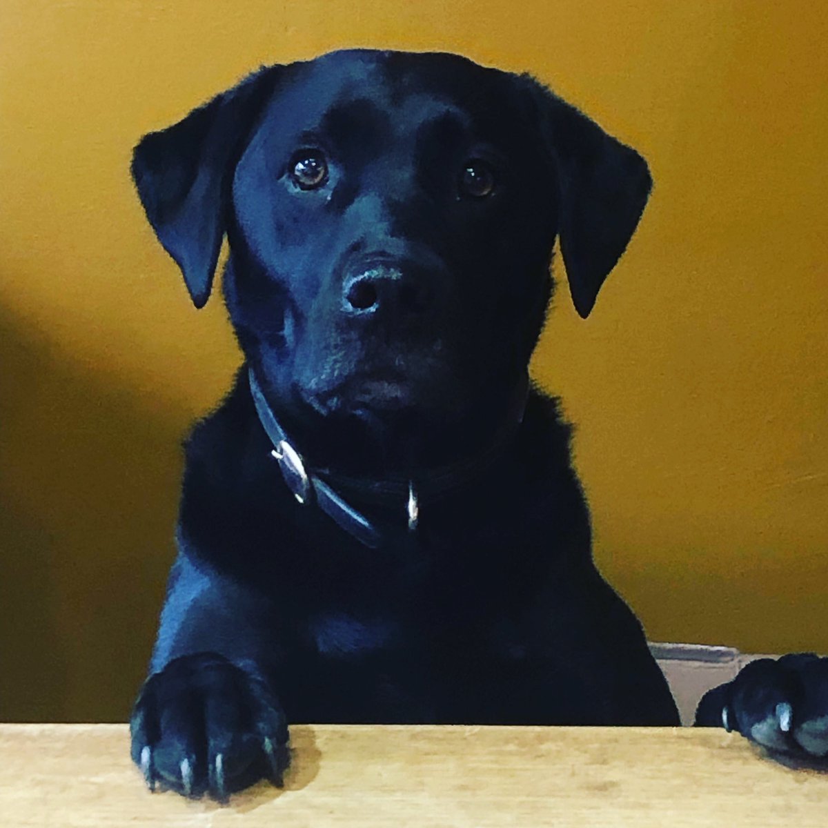 Bella helping set up the gift shop for the day! #dog #mansbestfriend #giftshop #coffeeshop #dogfriendly #hello