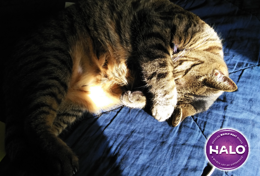halopets's tweet photo. Today is a daily double! Play Freekibble Kat and you can feed homeless #cats twice as much like Tyger here from Dakin Humane Society! Thank you for helping #HaloFeeditForward! https://t.co/u1q1jsqvNp #TriviaTuesdays https://t.co/D1xxEOjOho