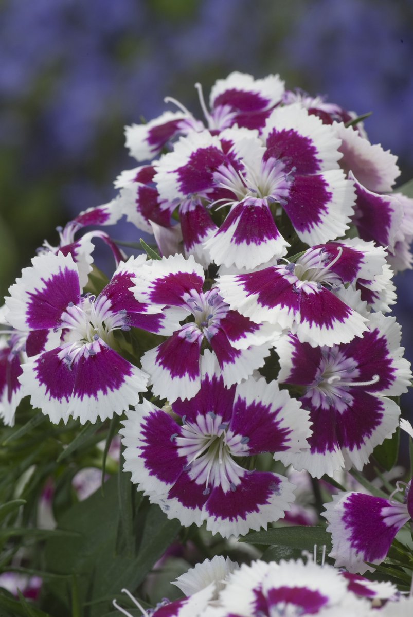 Fleuroselect's tweet photo. Our very first winner ('09): #Dianthus x barbatus 'Diabunda TM Purple Picotee' from @Syngenta. The judges raved about the uniformity, floriferousness &amp; excellent quality and were wildly enthusiastic about the striking, trendy purple &amp; white colour combination. #10yearsfleurostar https://t.co/1IpPMoQtMs
