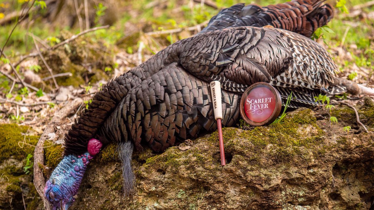Early season gobblers can be moody. Make sure you know how to read his demeanor before yelping back. Check out these early season turkey calling tips. ---&gt; ow.ly/91mo30oiidK