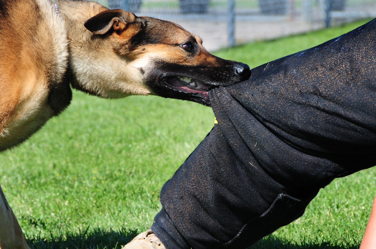 NC_811's tweet photo. Crazy dog bites = One of Top 10 Locator Safety Hazards #LSAW, #LocatorSafety, #Locator https://t.co/i7OIAHOu1G