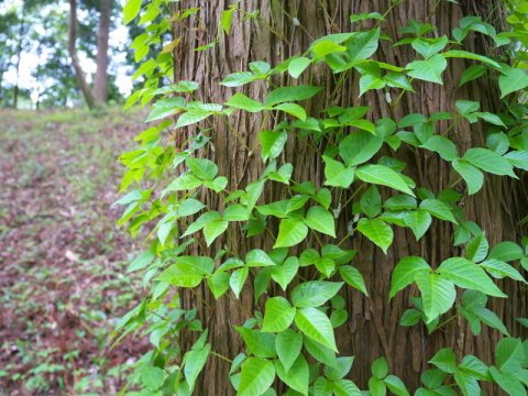 NC_811's tweet photo. Poison Ivy = One of Top 10 Locator Safety Hazards. #LSAW, #LocatorSafety, #SafetyAwareness https://t.co/ULLoogyPtT