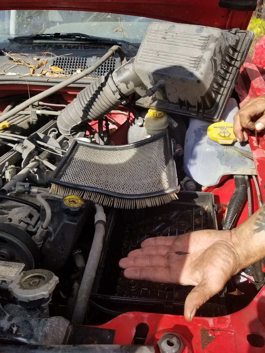 It wouldn't be a ride with the Freaks without finding a fish in the air box and then the Jeep catching on fire. Yes the fish made it out safe!🐟 #jeep #jeeplife #jeepmafia #jeepdaily #4x4 #jeepfreaksofflorida