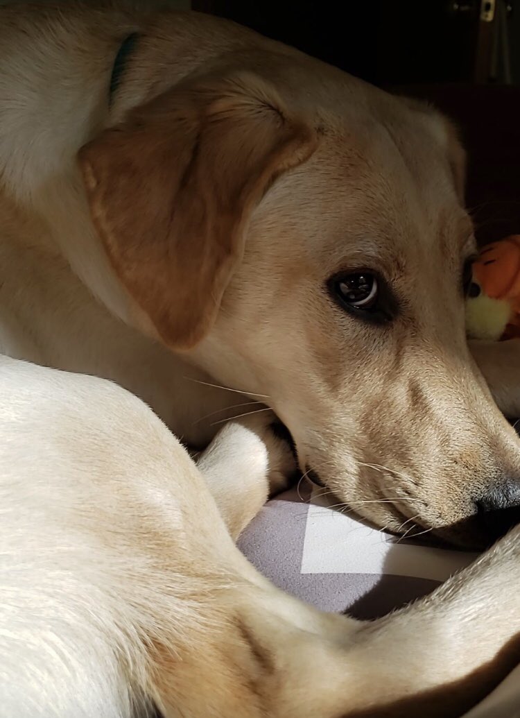 benpavs7's tweet photo. Happy first birthday Ally🎉🎈 https://t.co/qJdXVT0fDZ