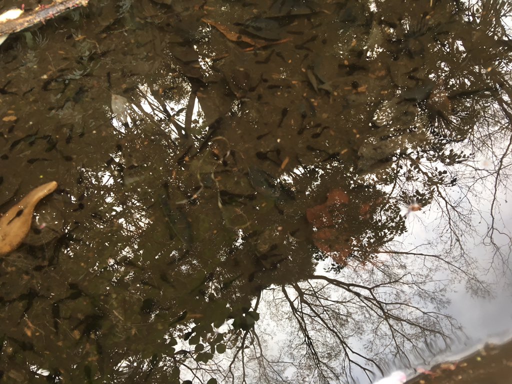 お掃除忍者 Twitter Search