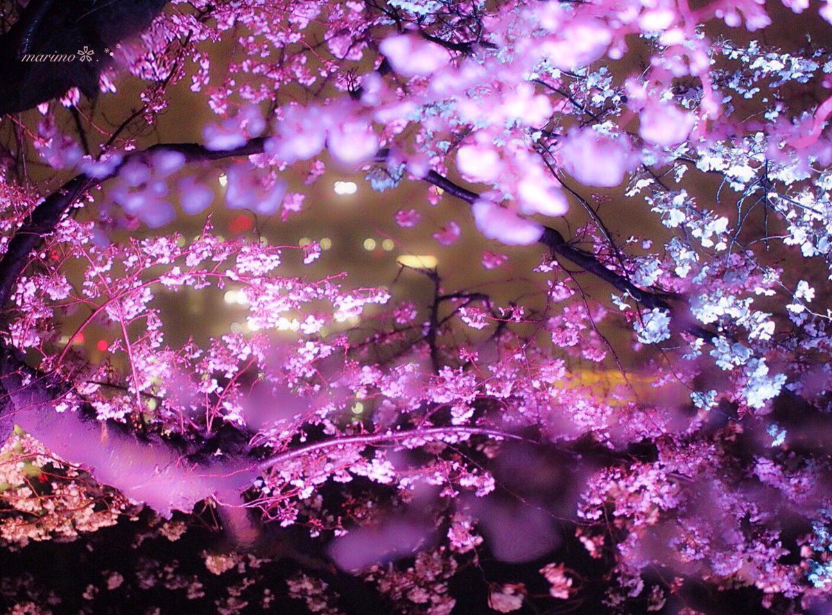 marimo2525bu's tweet photo. ❀.:*ฺ❀࿐🌸
   こんばんは～ ·͜·✩‧✧̣̇‧¨̮
   紅葉.チューリップ.梅
   に続いて
   やっと撮れた
   桜のライトアップ٭❀*

   小雨の中
   より一層輝いて
   美しかったですｮ～ ·͜·✩‧✧̣̇‧
                ❀.:*ฺ❀࿐🌸
見て頂き
有難う(灬´ᴗ`灬)ございます¨̮

 🌸#桜 #千鳥ケ淵🌸 https://t.co/Xcv4wh8czC