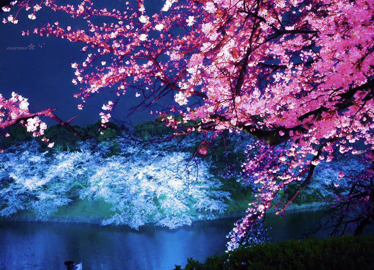 marimo2525bu's tweet photo. ❀.:*ฺ❀࿐🌸
   こんばんは～ ·͜·✩‧✧̣̇‧¨̮
   紅葉.チューリップ.梅
   に続いて
   やっと撮れた
   桜のライトアップ٭❀*

   小雨の中
   より一層輝いて
   美しかったですｮ～ ·͜·✩‧✧̣̇‧
                ❀.:*ฺ❀࿐🌸
見て頂き
有難う(灬´ᴗ`灬)ございます¨̮

 🌸#桜 #千鳥ケ淵🌸 https://t.co/Xcv4wh8czC