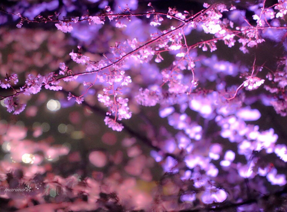 marimo2525bu's tweet photo. ❀.:*ฺ❀࿐🌸
   こんばんは～ ·͜·✩‧✧̣̇‧¨̮
   紅葉.チューリップ.梅
   に続いて
   やっと撮れた
   桜のライトアップ٭❀*

   小雨の中
   より一層輝いて
   美しかったですｮ～ ·͜·✩‧✧̣̇‧
                ❀.:*ฺ❀࿐🌸
見て頂き
有難う(灬´ᴗ`灬)ございます¨̮

 🌸#桜 #千鳥ケ淵🌸 https://t.co/Xcv4wh8czC
