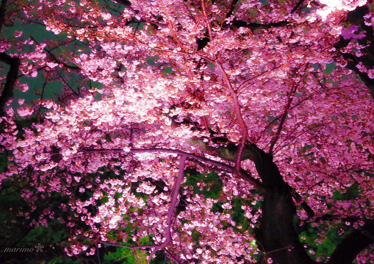 marimo2525bu's tweet photo. ❀.:*ฺ❀࿐🌸
   こんばんは～ ·͜·✩‧✧̣̇‧¨̮
   紅葉.チューリップ.梅
   に続いて
   やっと撮れた
   桜のライトアップ٭❀*

   小雨の中
   より一層輝いて
   美しかったですｮ～ ·͜·✩‧✧̣̇‧
                ❀.:*ฺ❀࿐🌸
見て頂き
有難う(灬´ᴗ`灬)ございます¨̮

 🌸#桜 #千鳥ケ淵🌸 https://t.co/Xcv4wh8czC