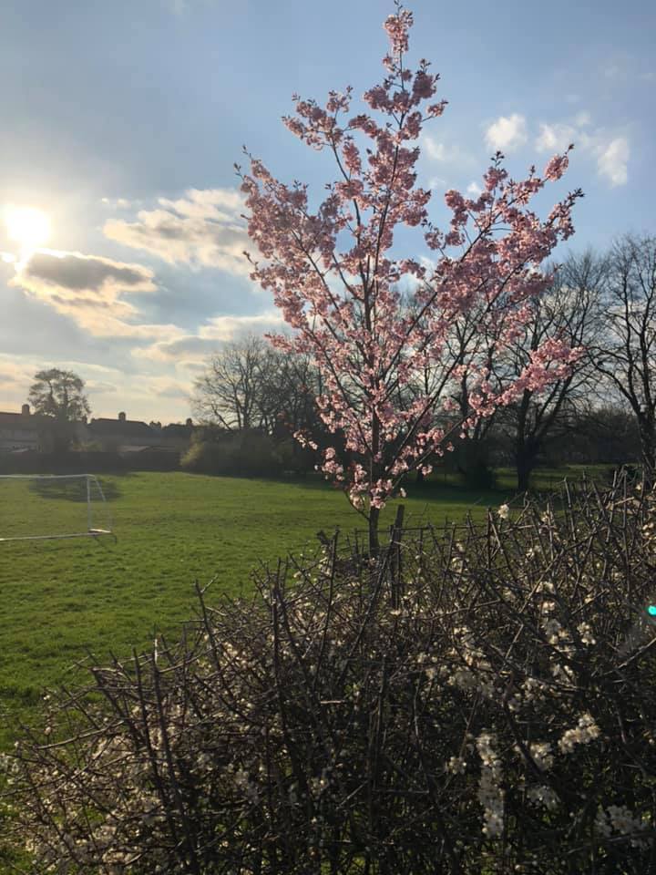 DBNurseries's tweet image. Spring has sprung at Rickmansworth Shepherd’s Lane with the trees in blossom and look at the beautiful displays the children and staff have been working on! What’s your favourite thing about Spring? 🐣🌷🌦🦋 #earlyyears #efys #learningthroughplay #Spring19 #SpringTime