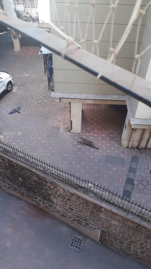 tweetsvirat's tweet photo. Hats off @MahaForest @jituramgaokar and #SGNP team fr d quick decision 2 release #leopard tht lost its way nd entered bldg in #Marol on April 1...back in the wild. Its a great lesson that successful rescue completes with the animal back in its habitat #wildlife https://t.co/ovYXYTrye1